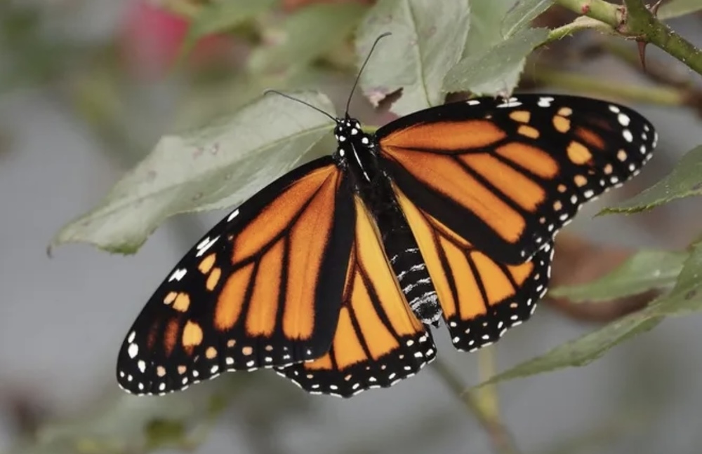2nd Grade Releases Monarch Butterflies
